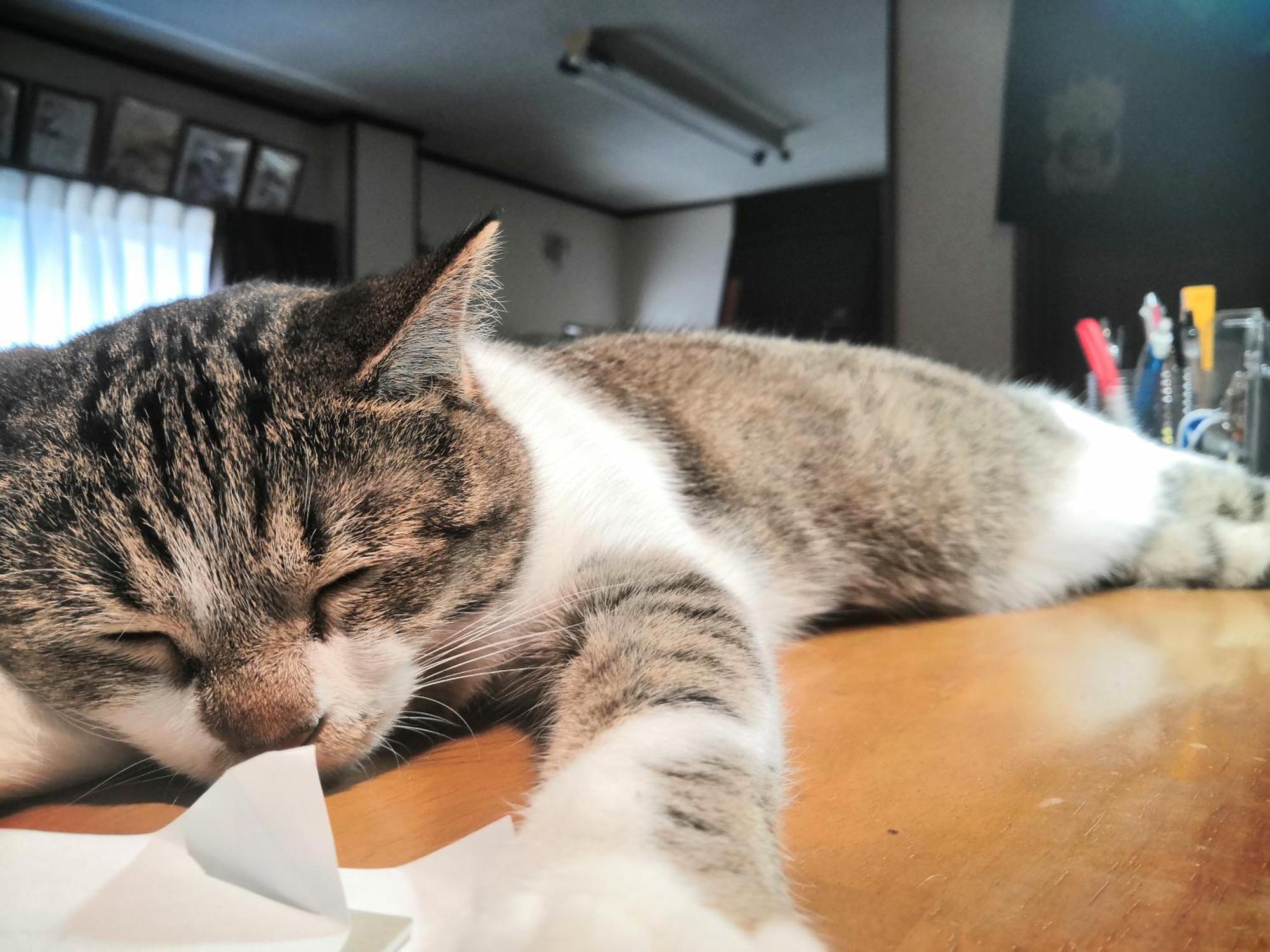 Tiny Guesthouse Umekoji 梅小路 Kyoto Luaran gambar